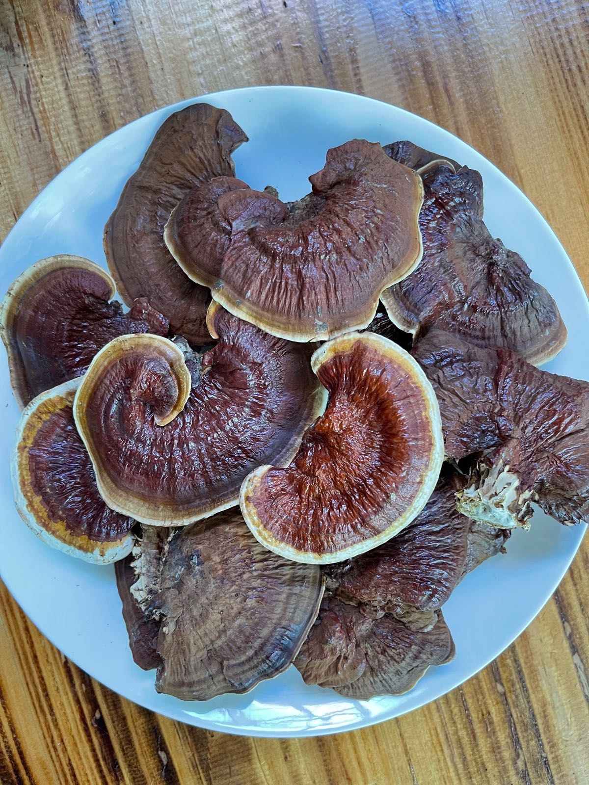 菌中宝灵芝鸡食府