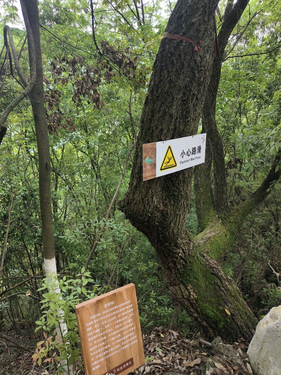 发财树
