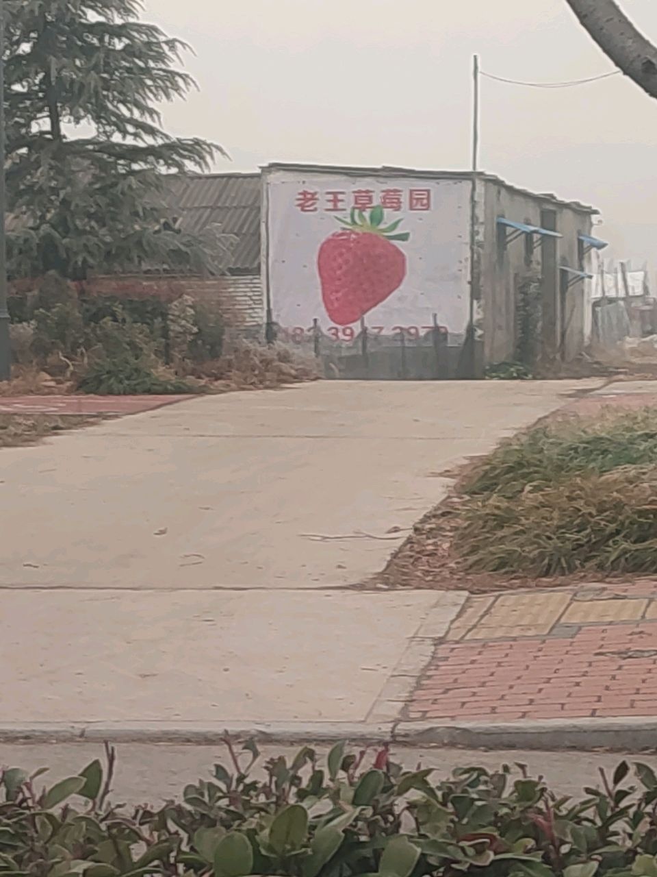 老王草莓采摘园