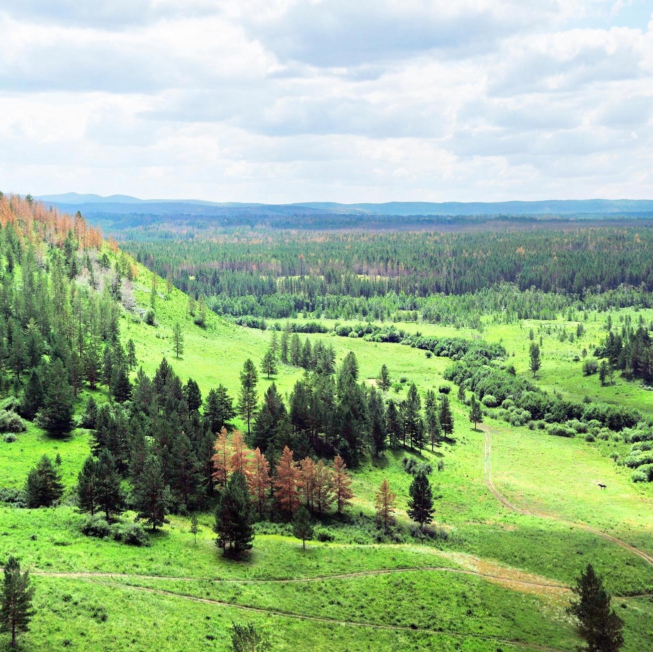 红花尔基樟子松国家森林公园