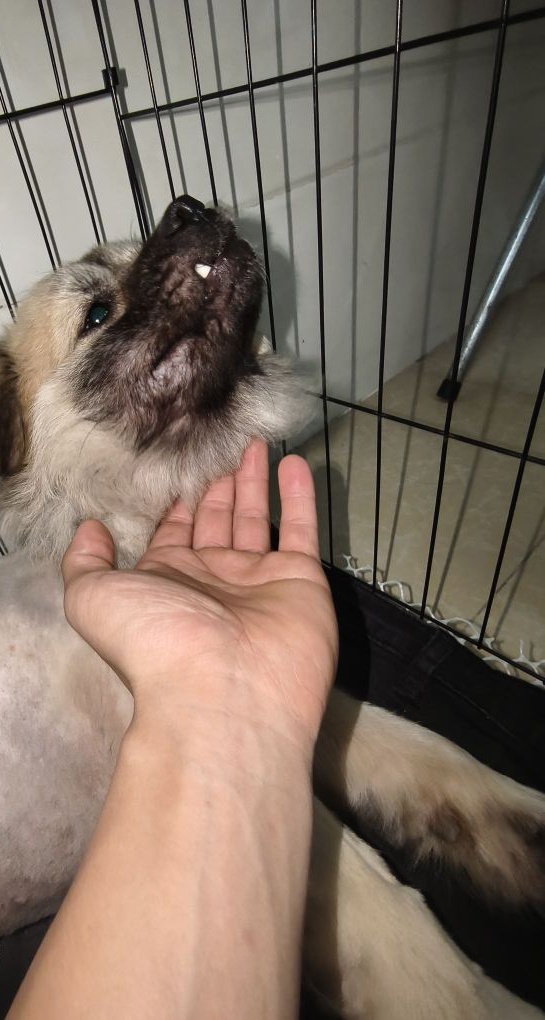 广东省社会责任研究会流浪狗救助站