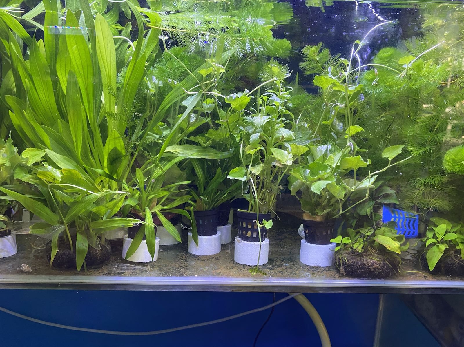 缤纷水族(金鱼店)