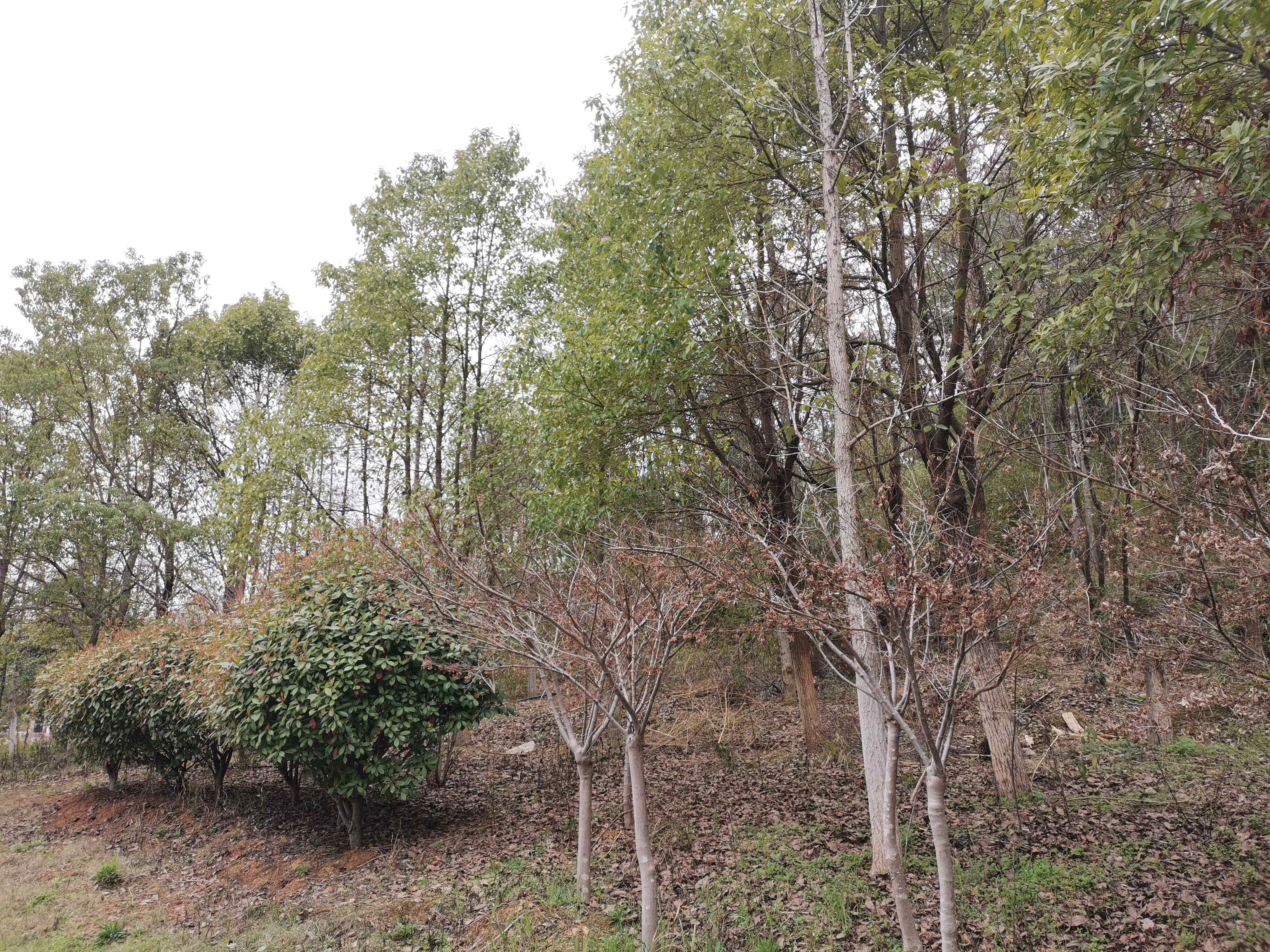 刘家山山林景观区
