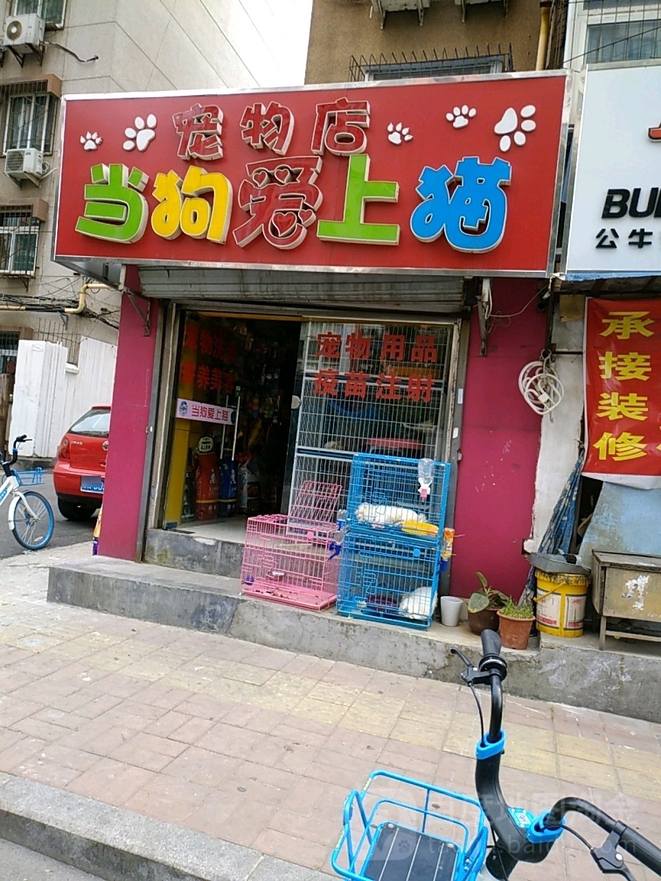 当狗爱上猫宠物店