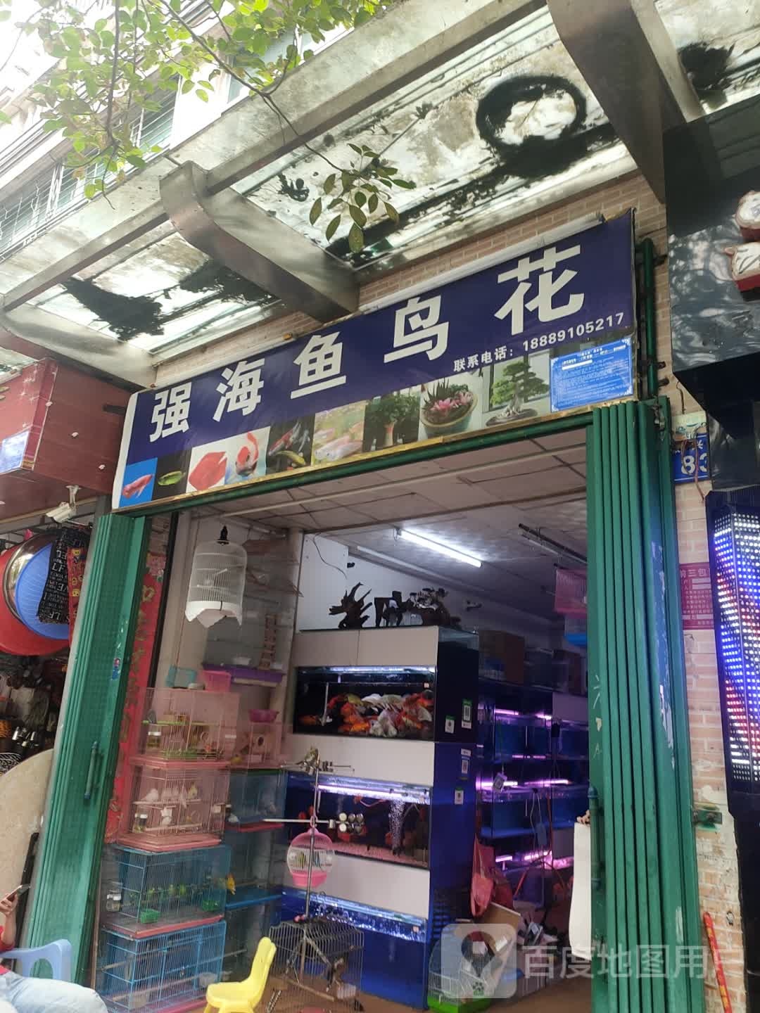 强海鱼鸟花