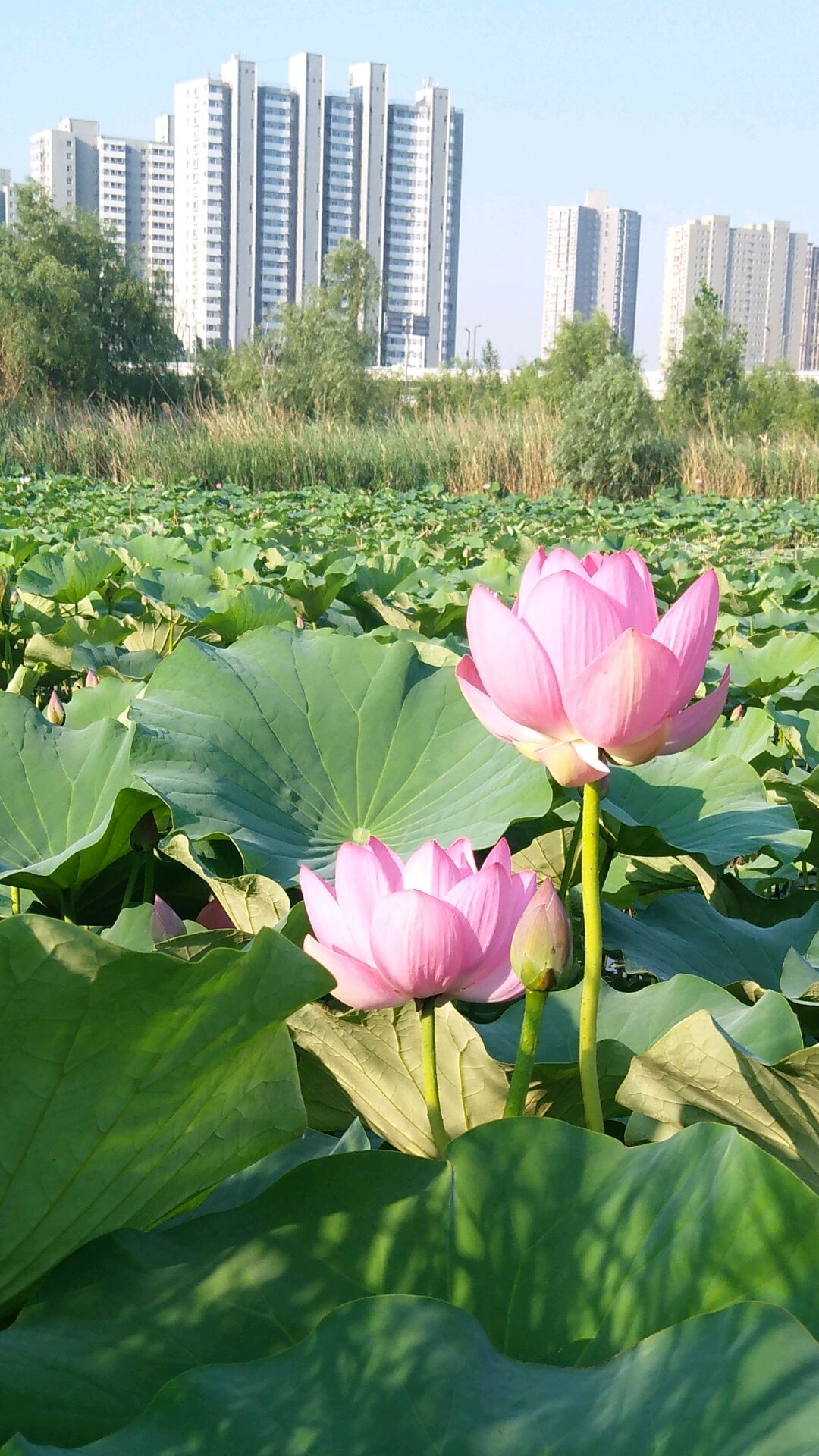 太原汾河景区