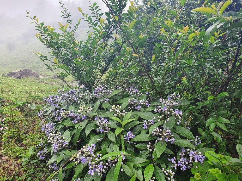 鸡笼顶河景园民宿