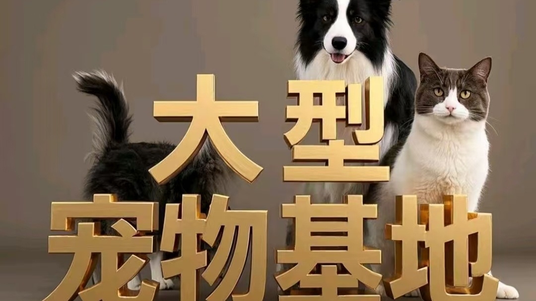 有喵猫舍犬舍宠物批发零售市场