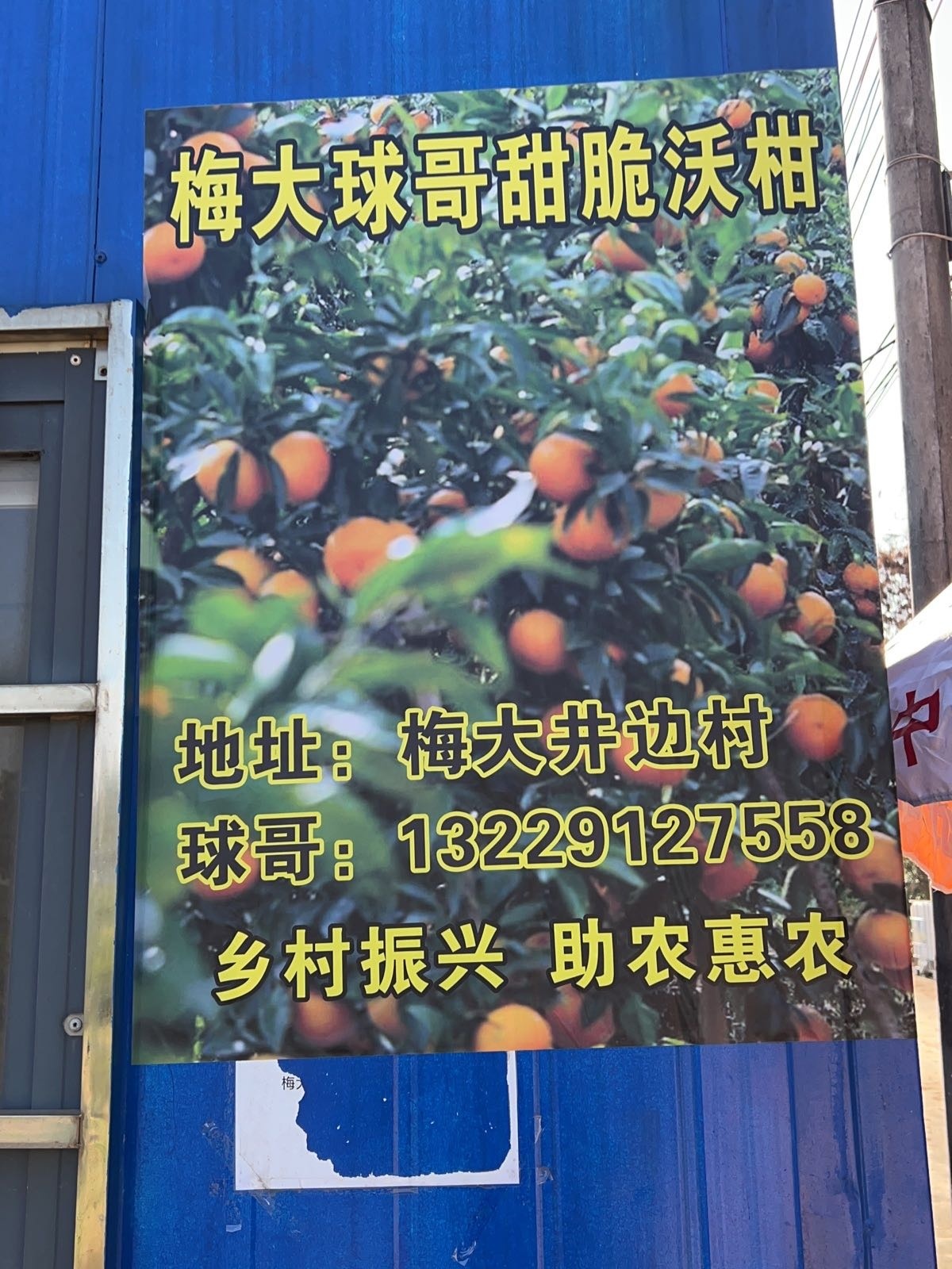 梅大冲球哥柑场