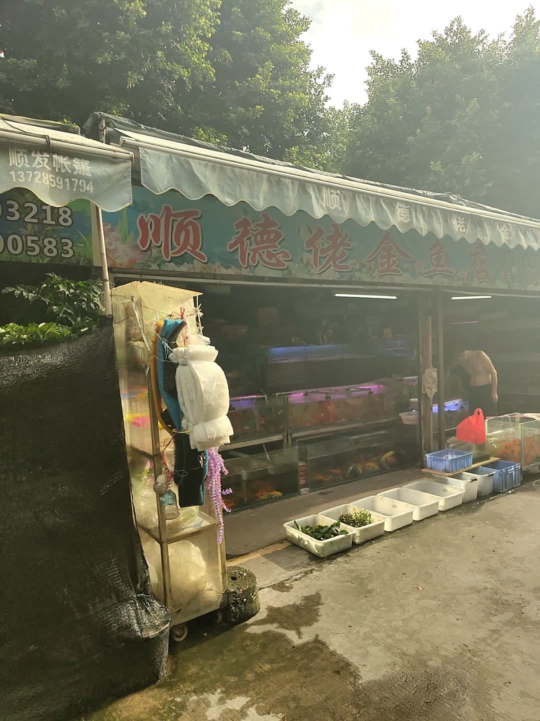 顺德佬金鱼店(南新二路店)