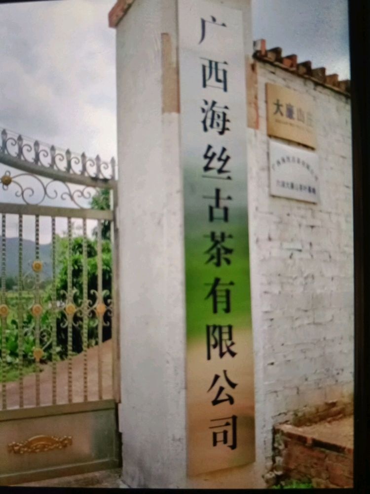 广西海丝古茶六湖大廉山茶叶基地