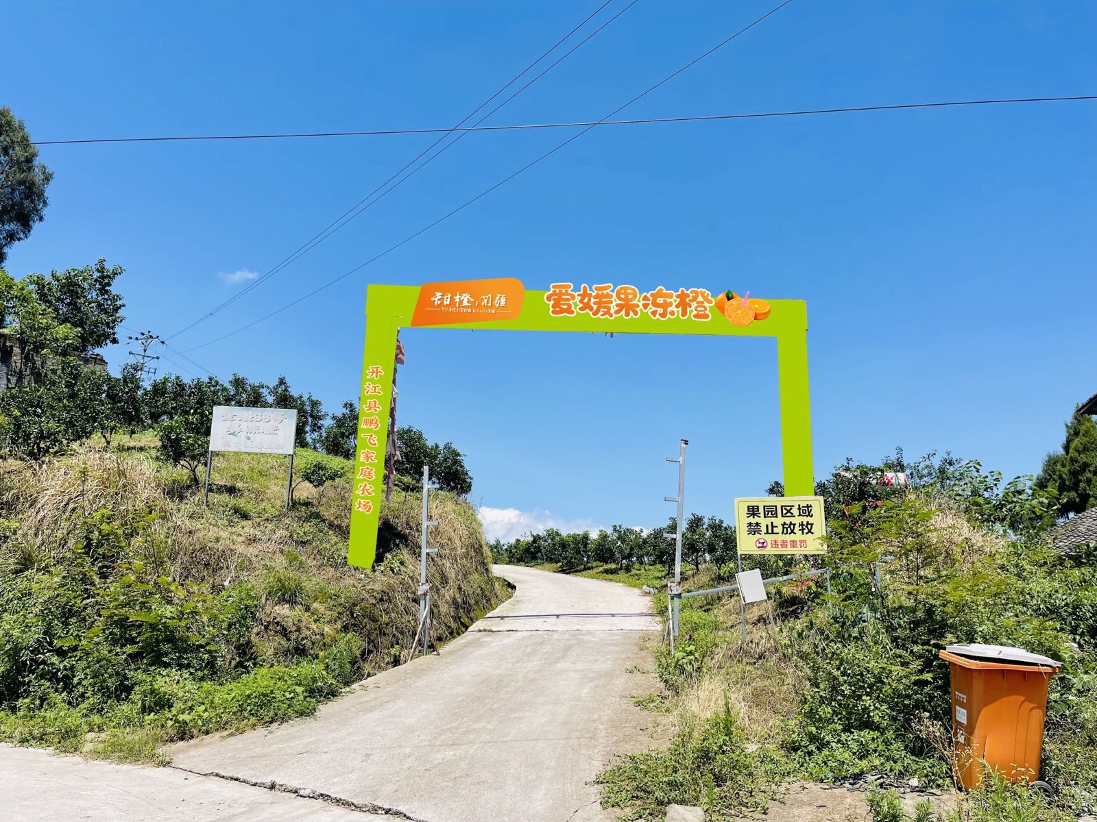 甜橙开疆(爱媛果冻橙基地)