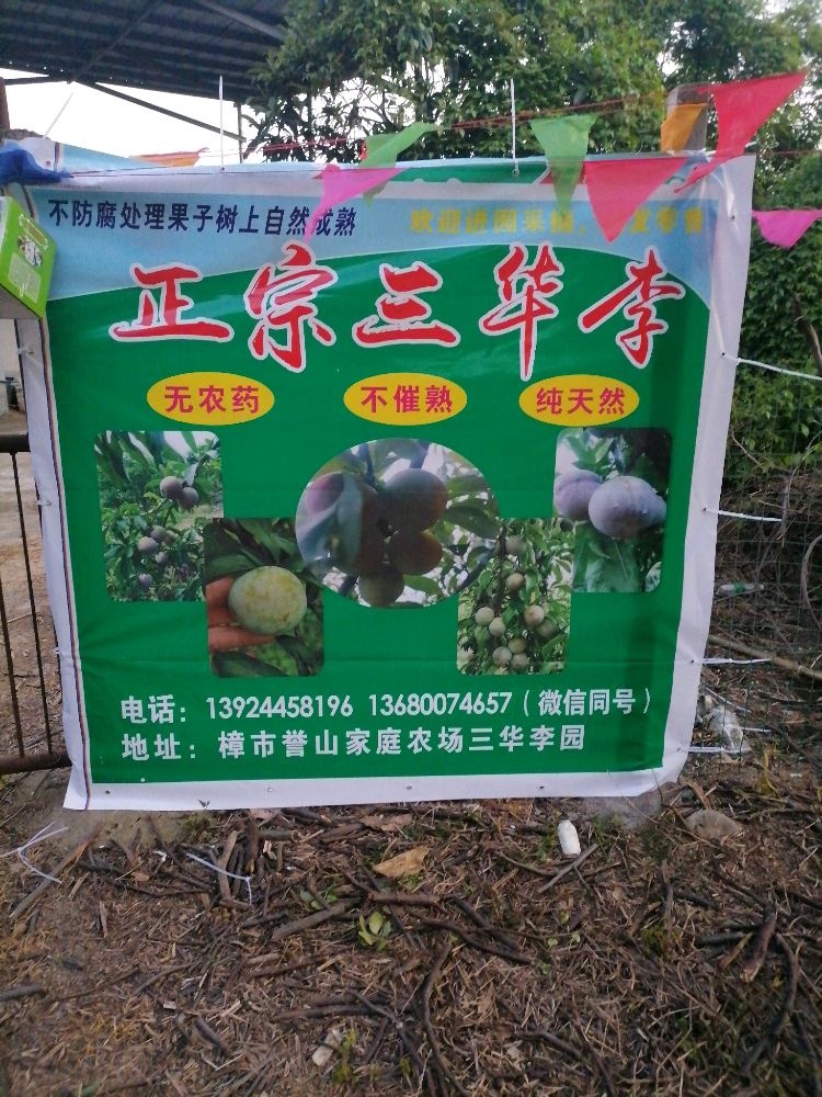 广东省韶关市曲江区樟市镇瓦厂村誉山家庭农场三华李园