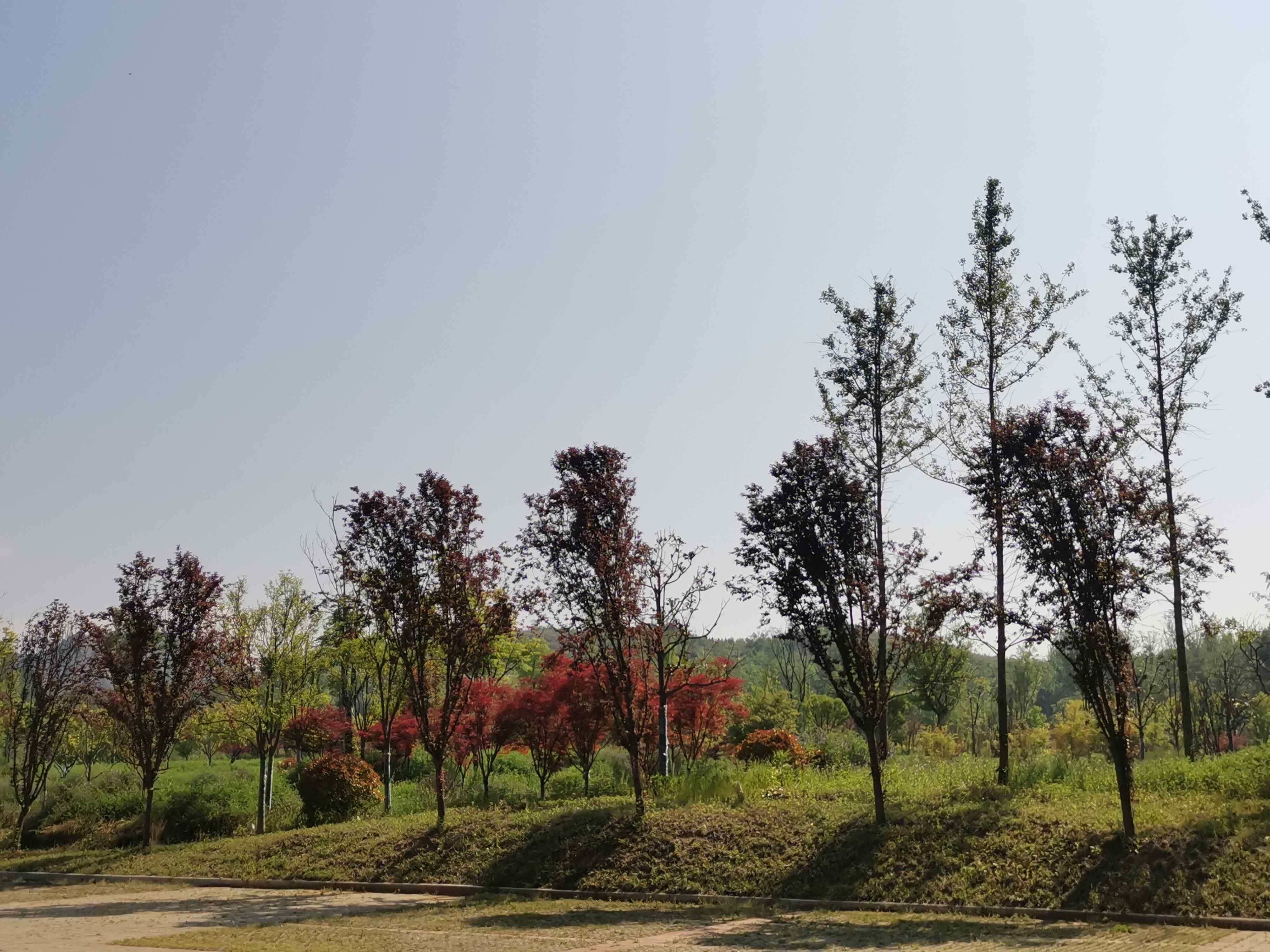 秦岭彩色植物园