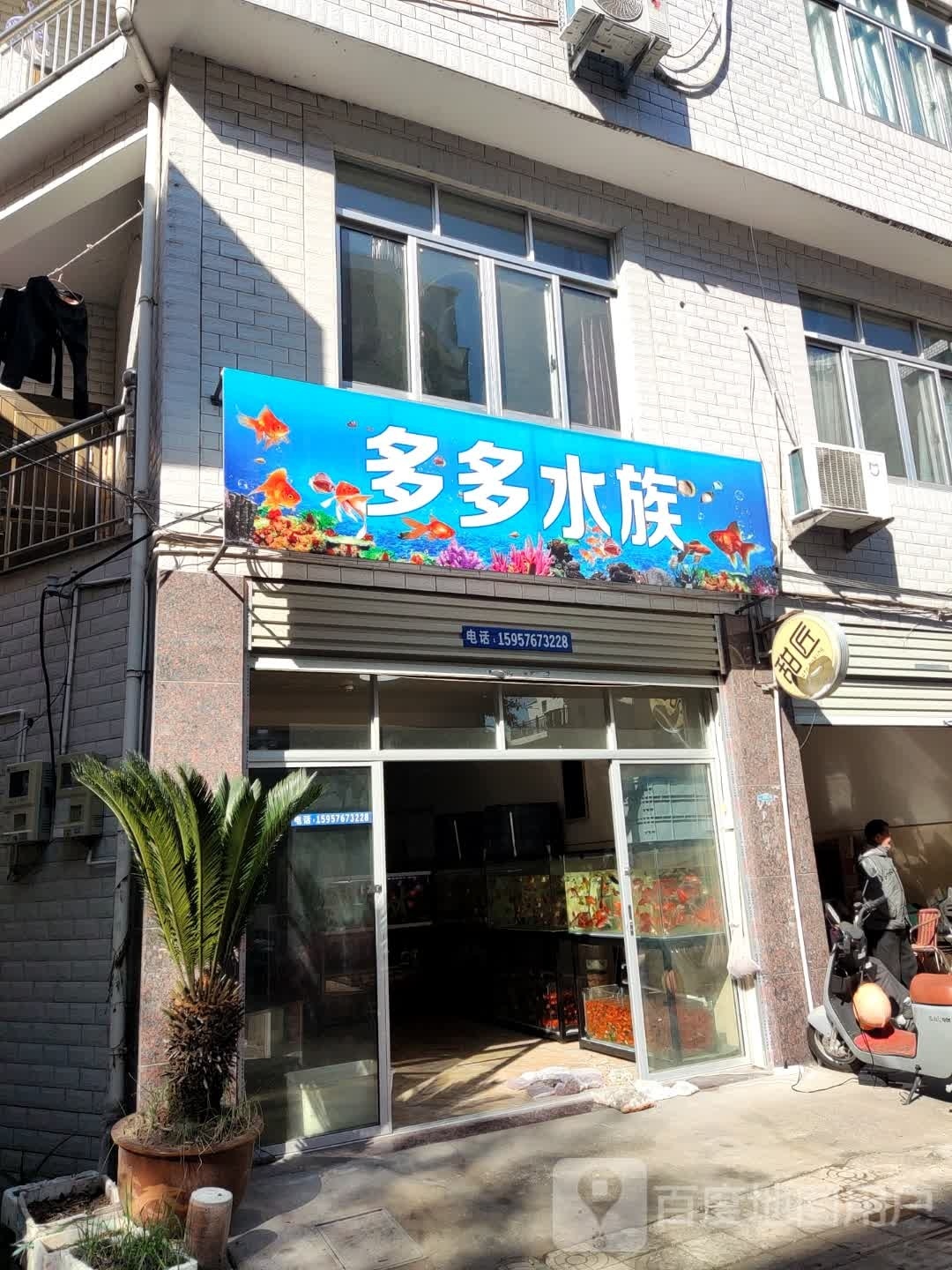 多多水族