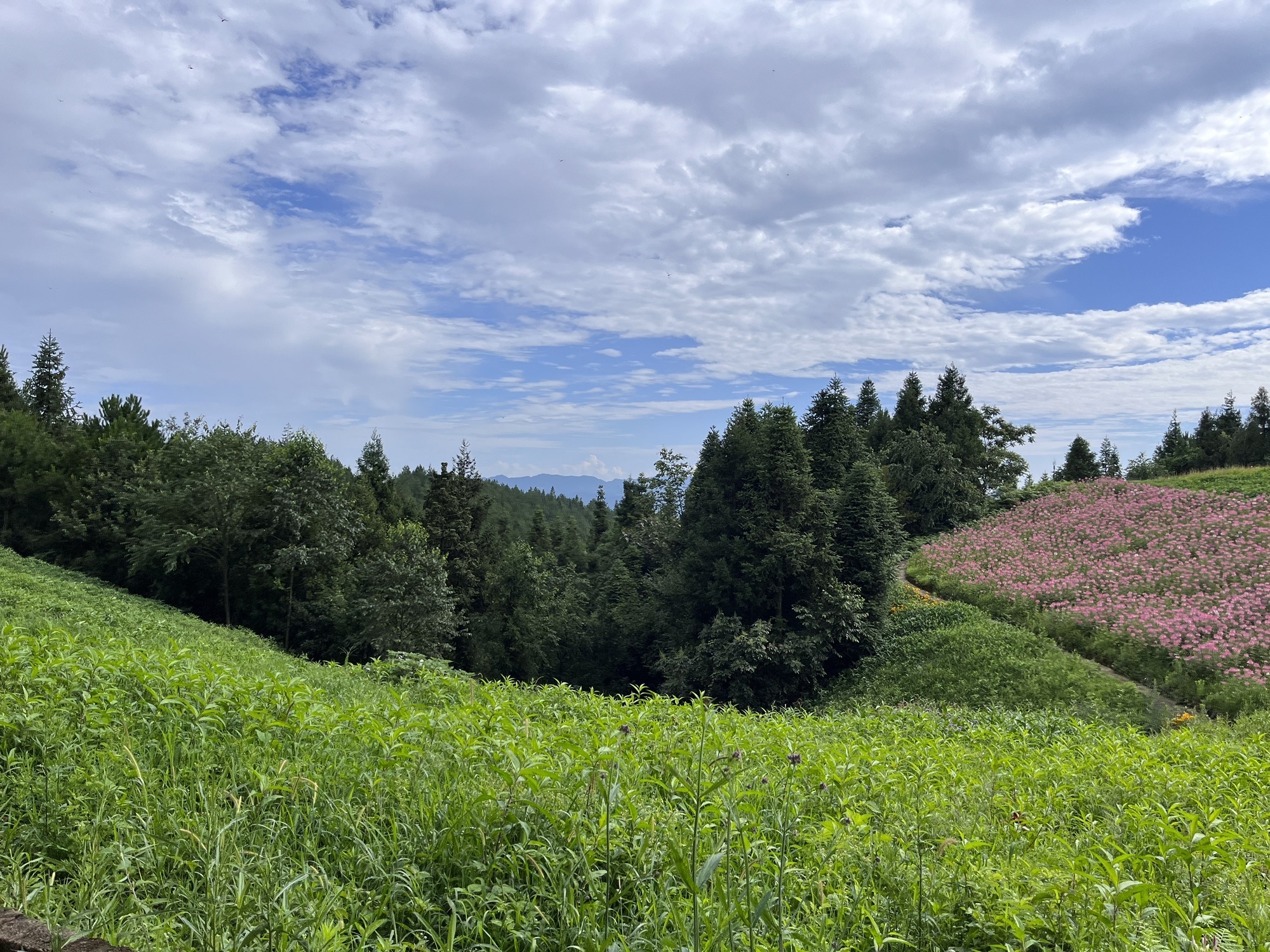 苏马荡风景区