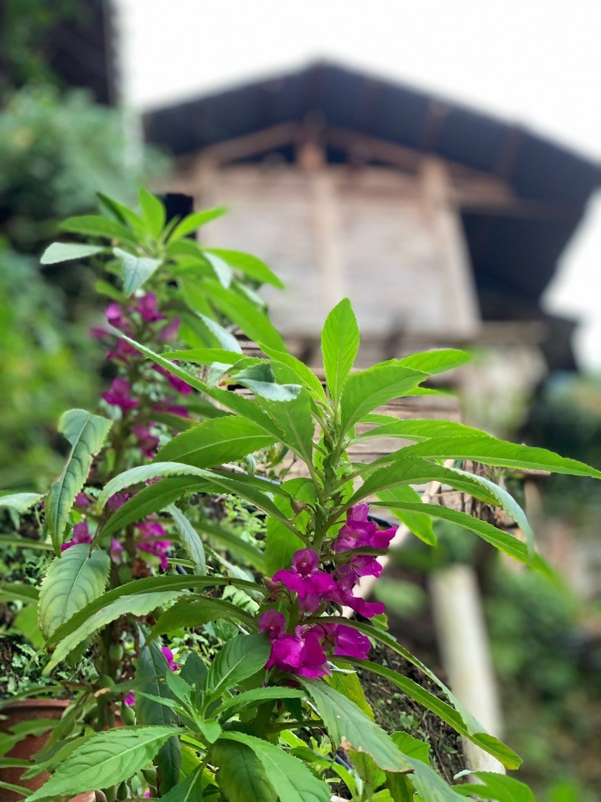 从江加榜梯田国家湿地公园