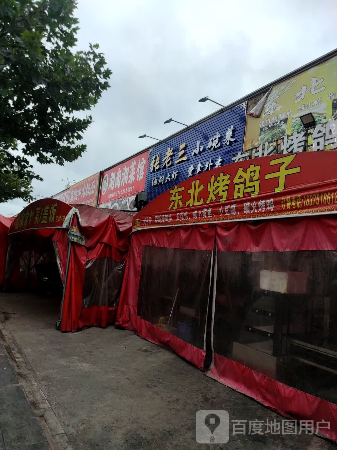 正宗东北考鸽子