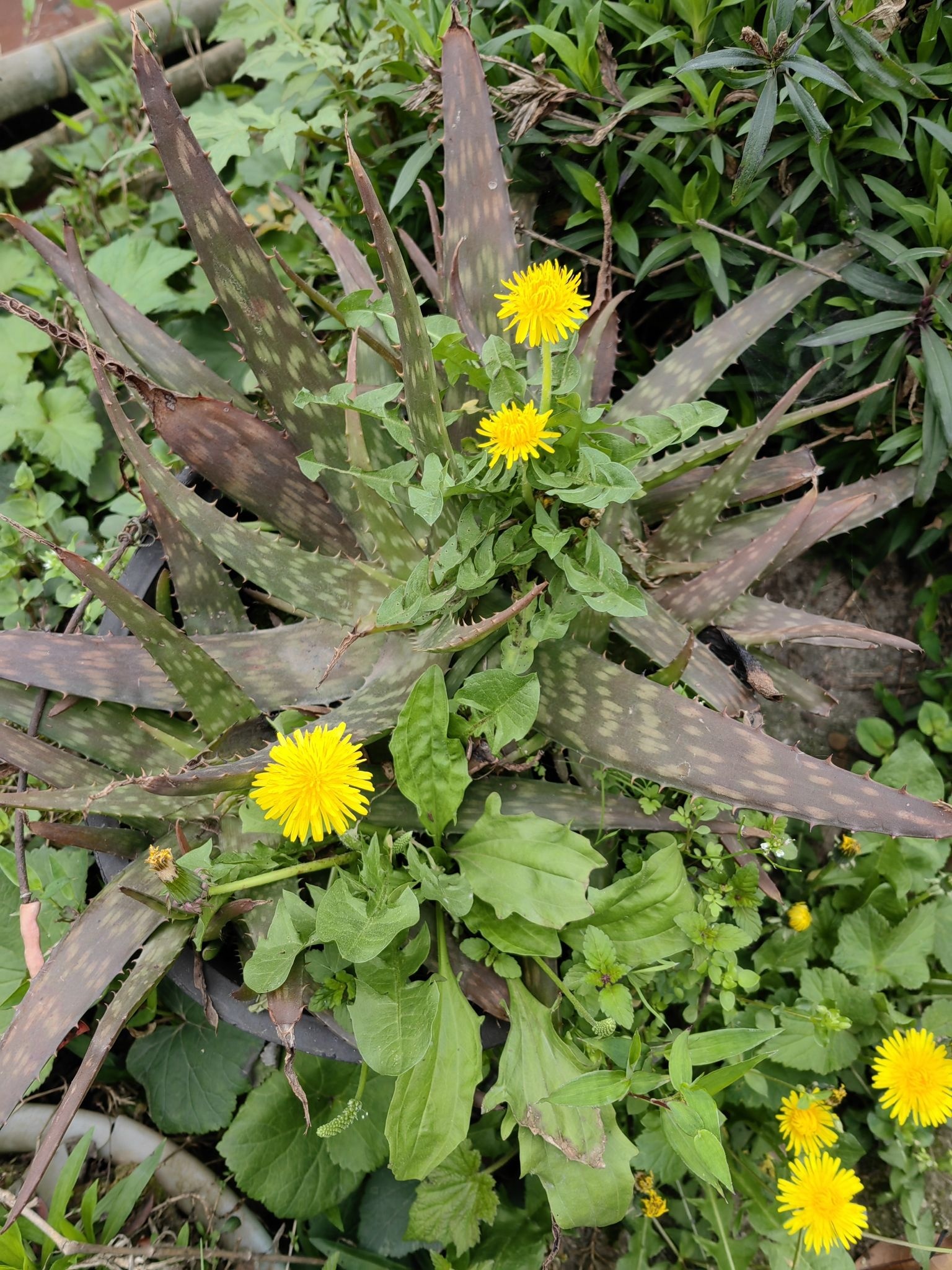 周公山国家森林公园