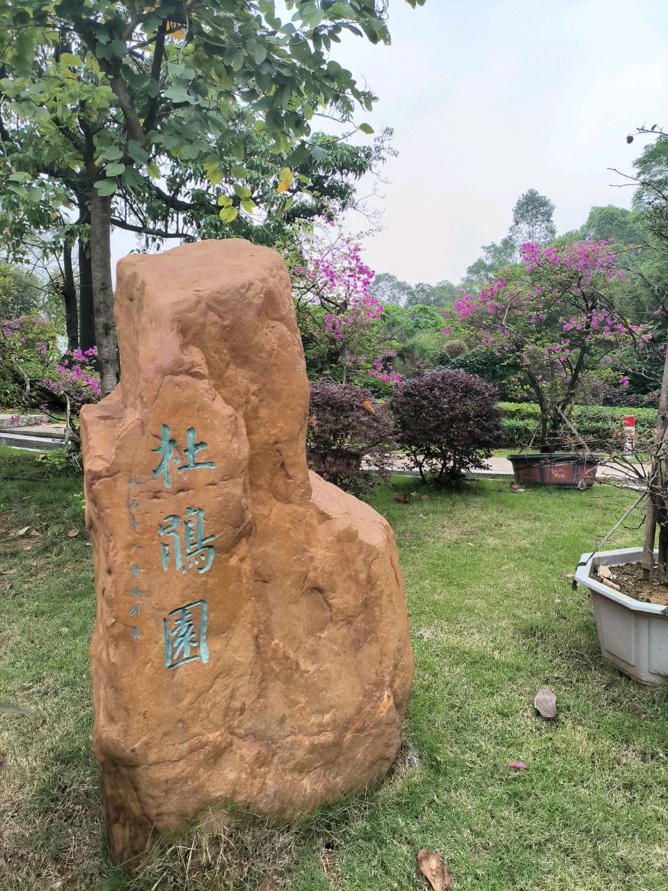 杜鹃园