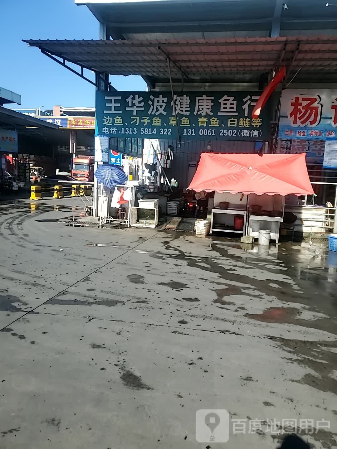 王华波市健鱼行