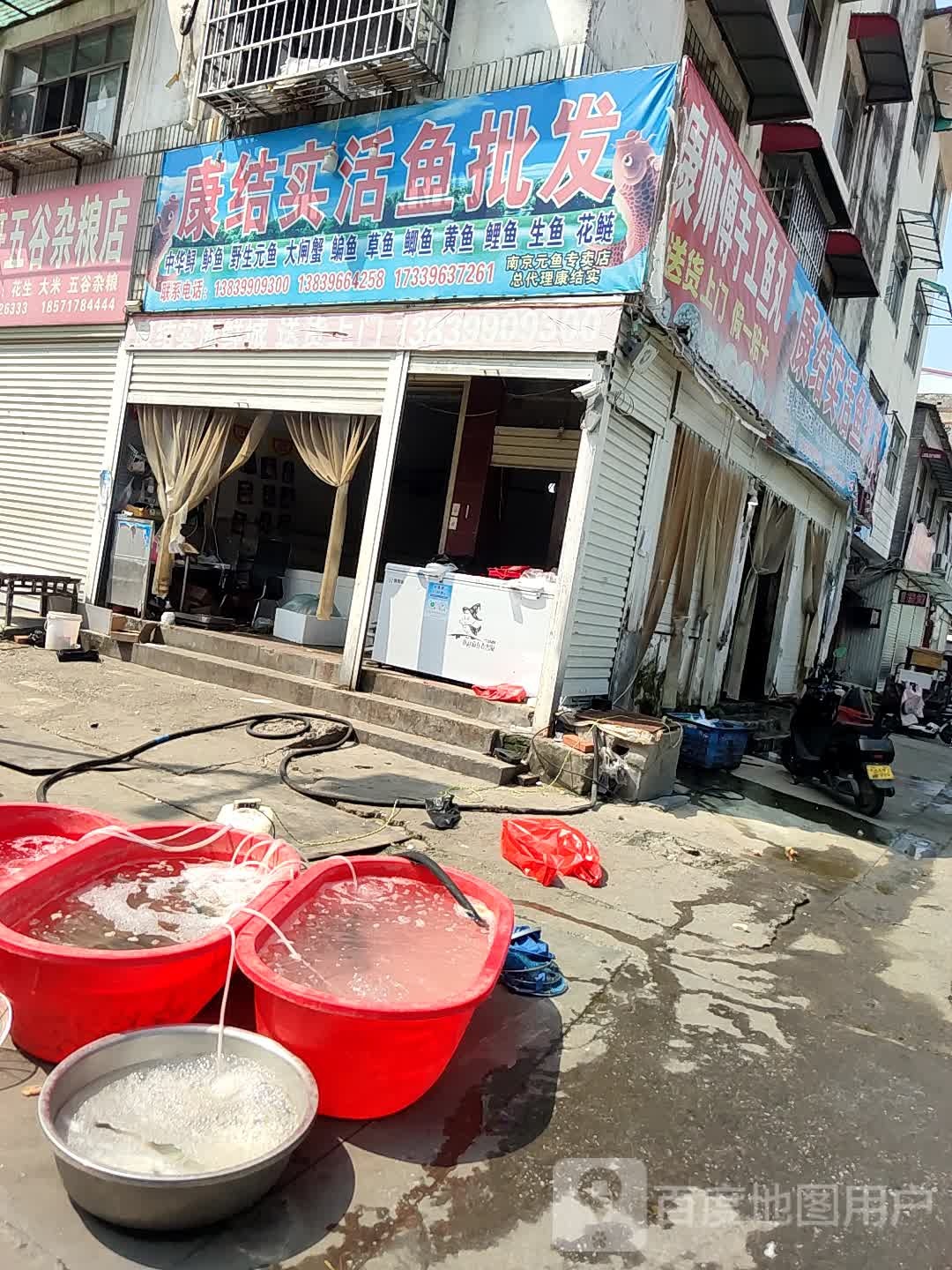 康结实活鱼批发