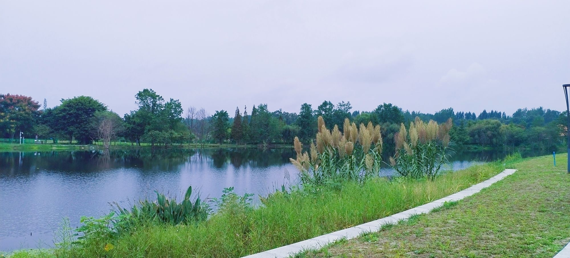 西区中水湿地公园