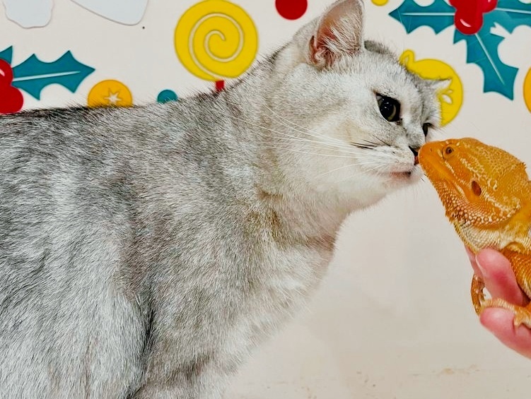 躲猫猫·猫咖宠咖(万豪公馆店)