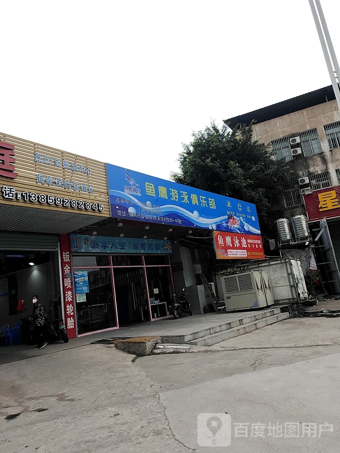 鱼鹰由泳俱乐部