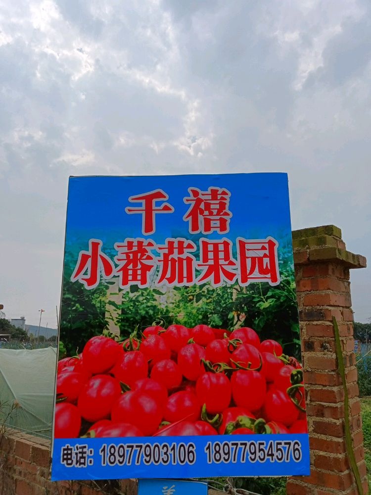 合浦刘屋村千禧小番茄果园