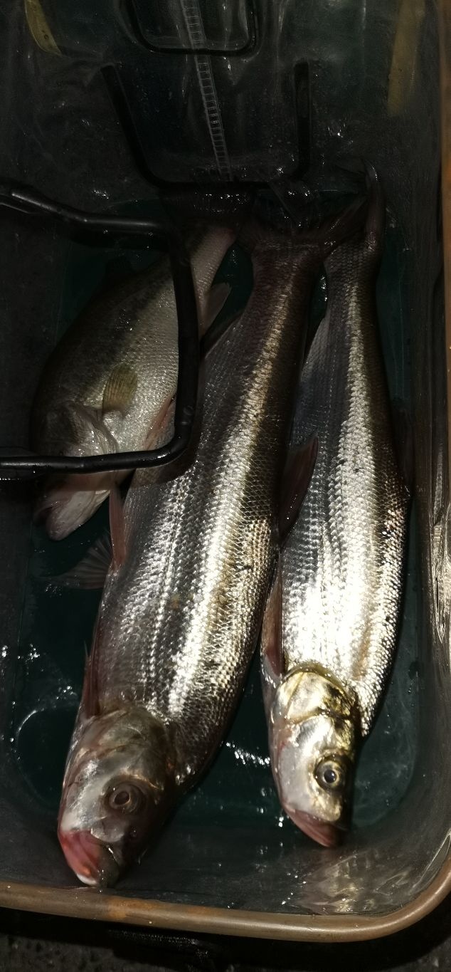 浦东小不点路亚休闲练竿场