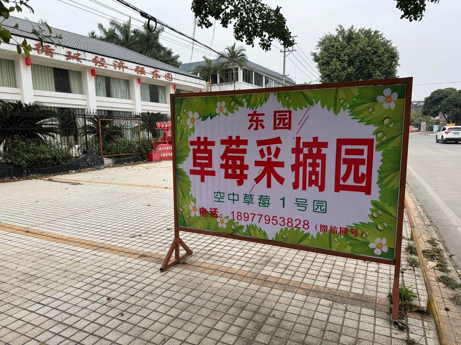 合浦东园空中草莓1号园