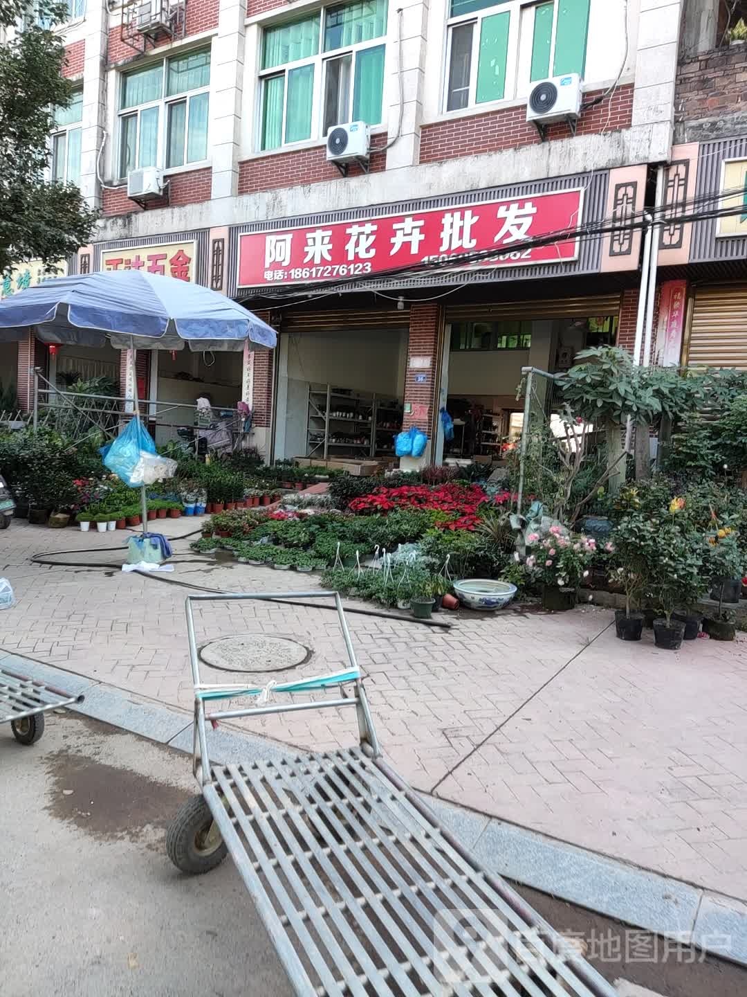 阿来花卉批发