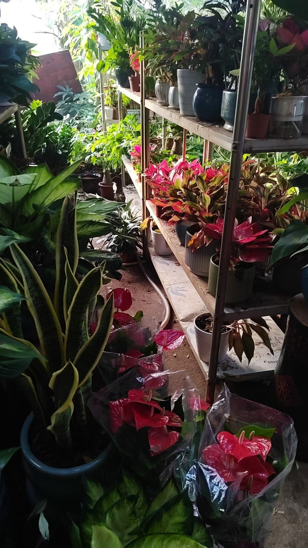 惠林园艺(花卉盆栽园林苗木)