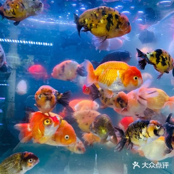 漫步鱼水族
