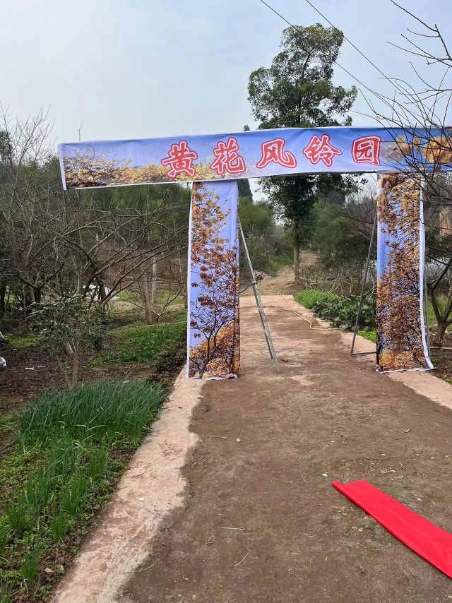 内江黄花风铃园