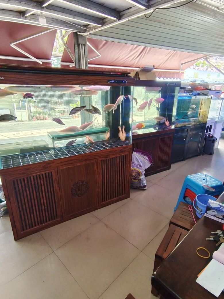 亭东水族(南宁永和花鸟市场店)