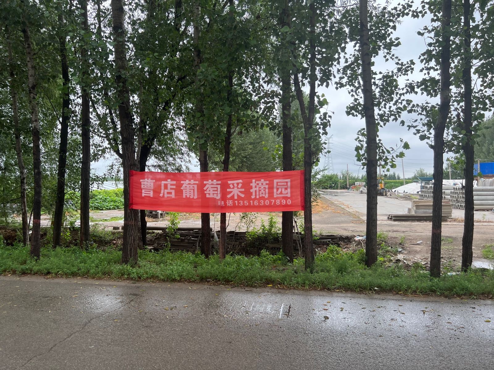 临邑临盘曹店葡萄采摘园