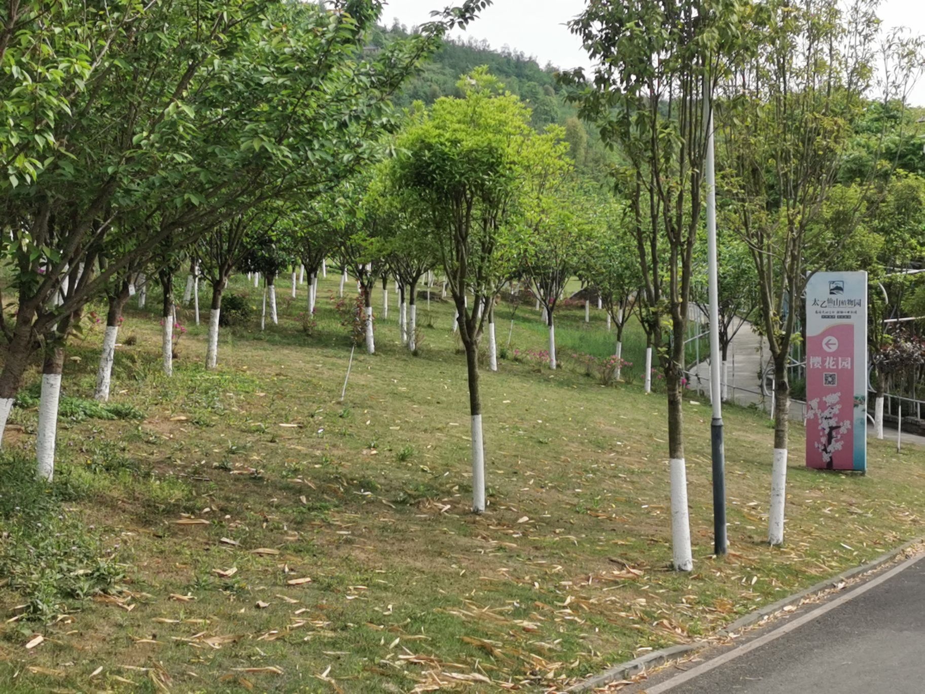 太乙仙山植物园-樱花园
