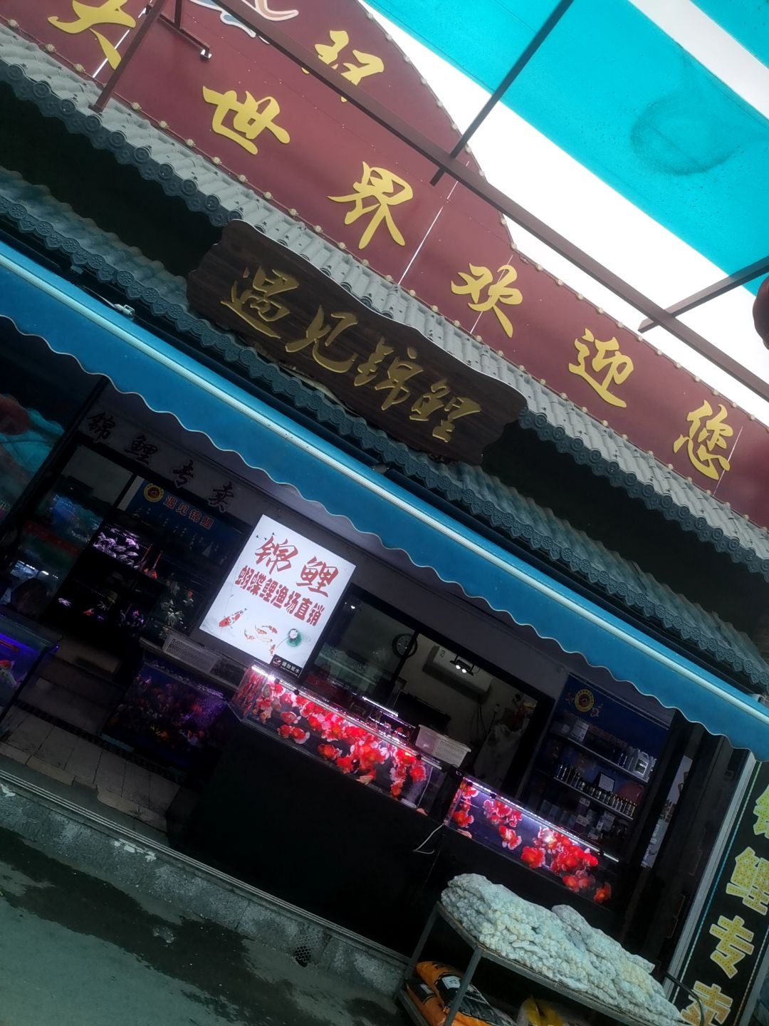 遇见锦鲤