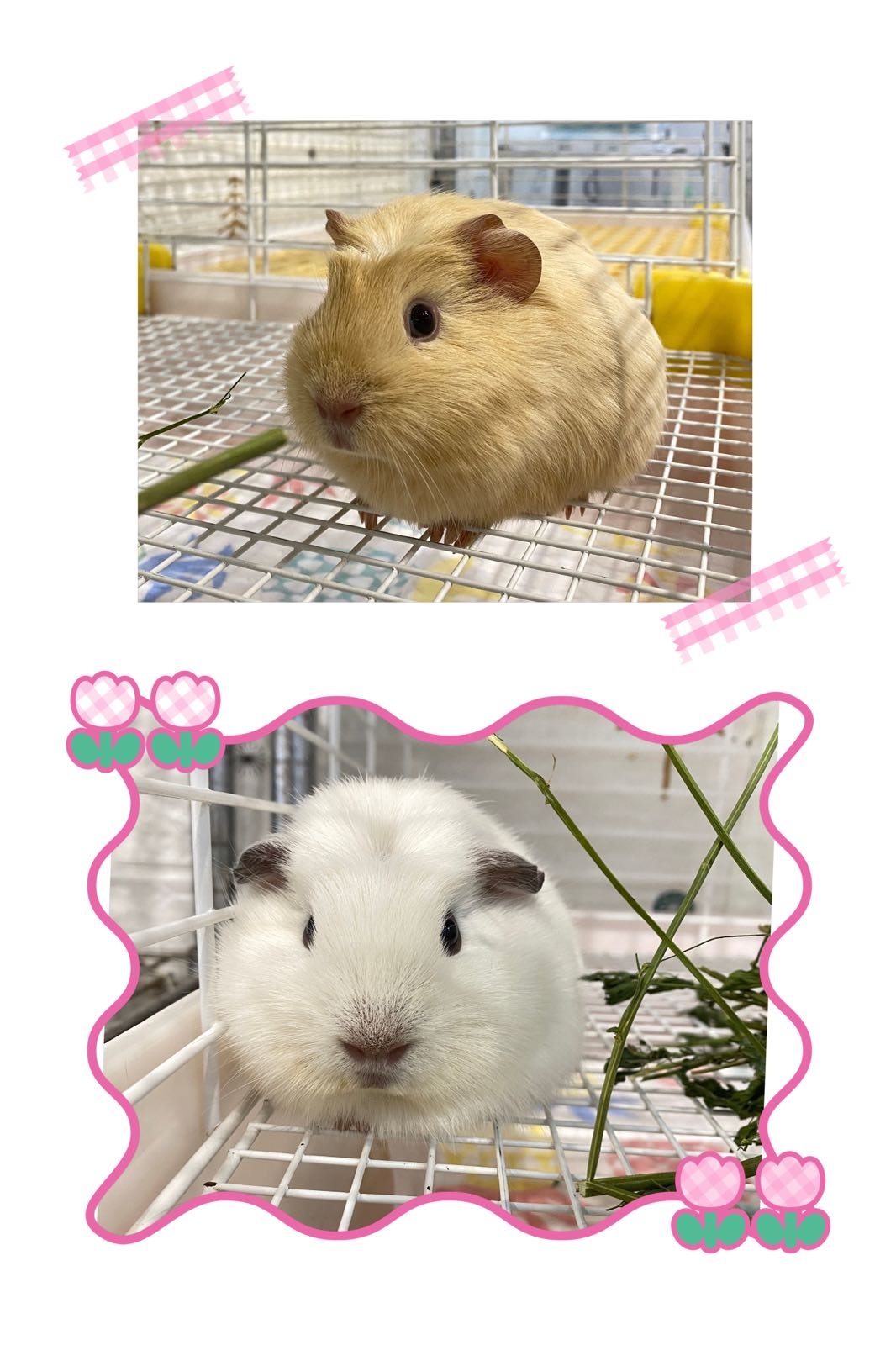 烊烊的熊店(珠海金发购物中心店)