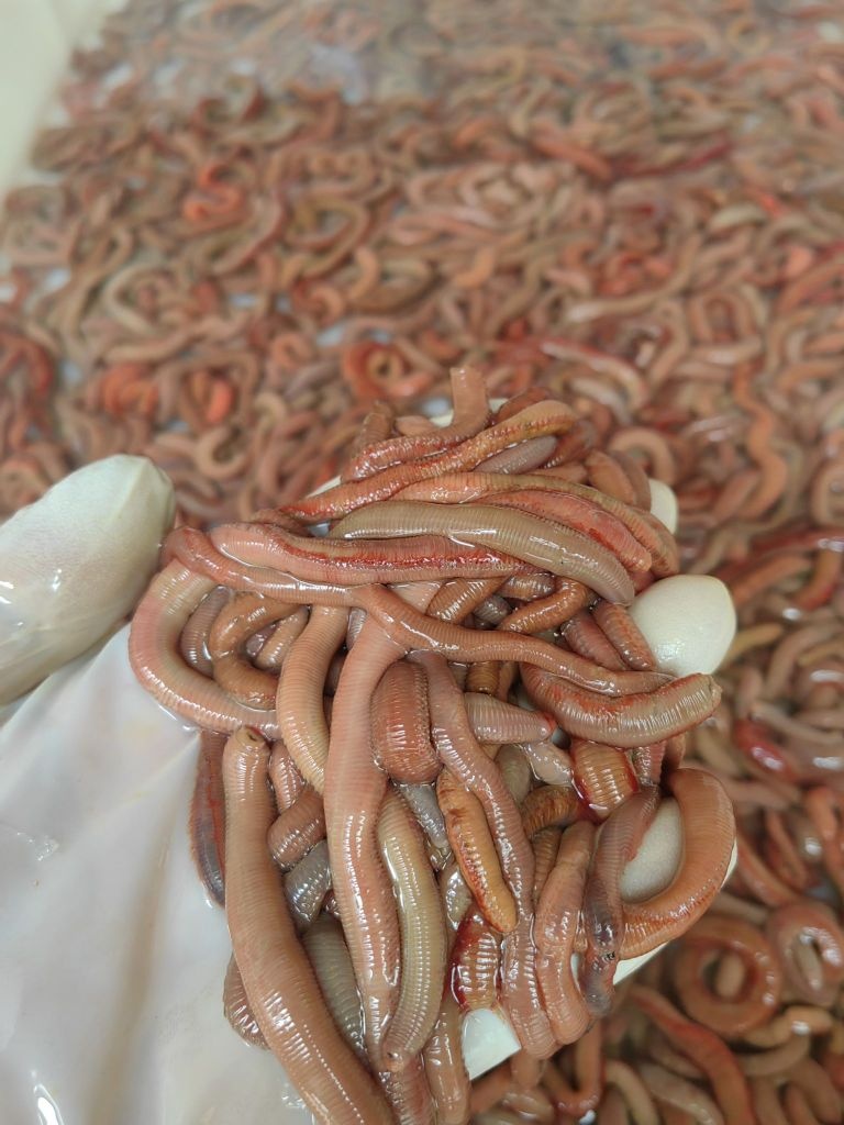 湛江钓鱼虫批发中心