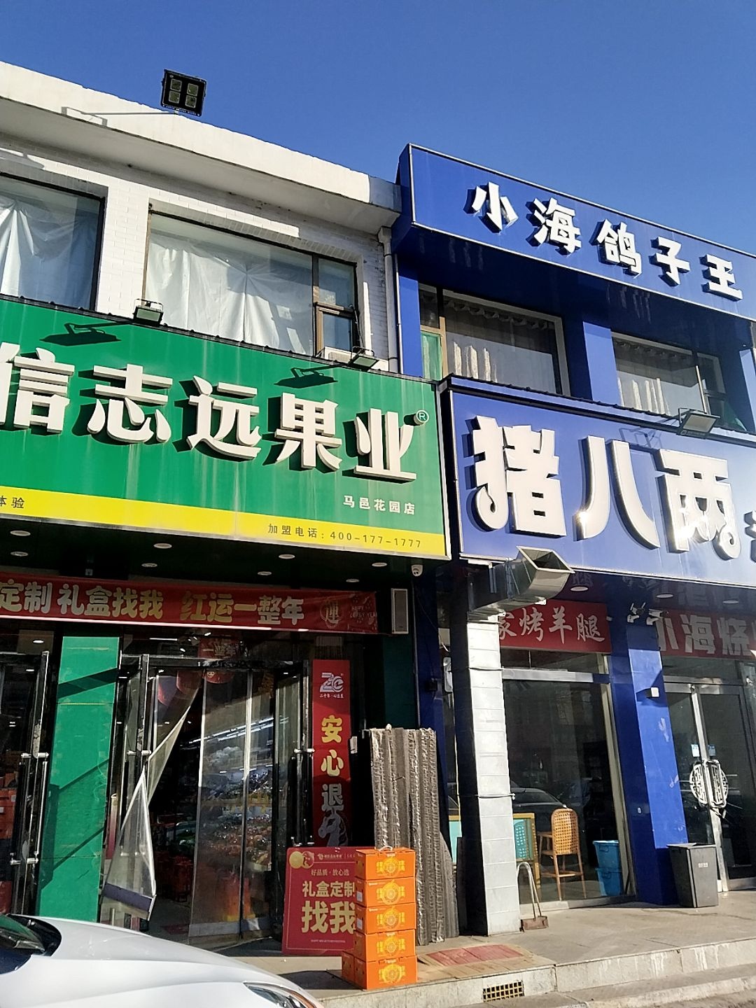 小海鸽子王