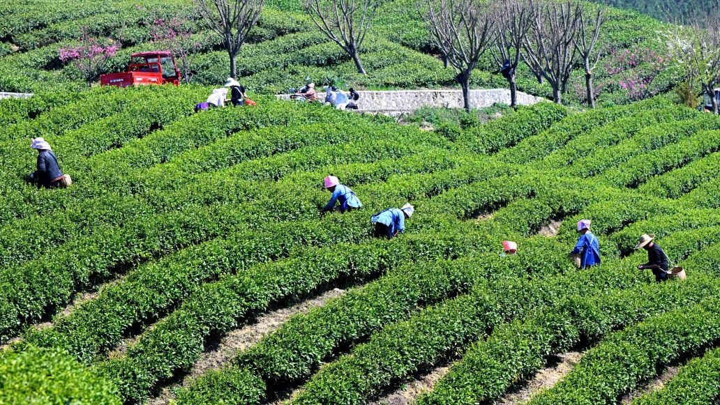 惠水县苗咕噜茶场