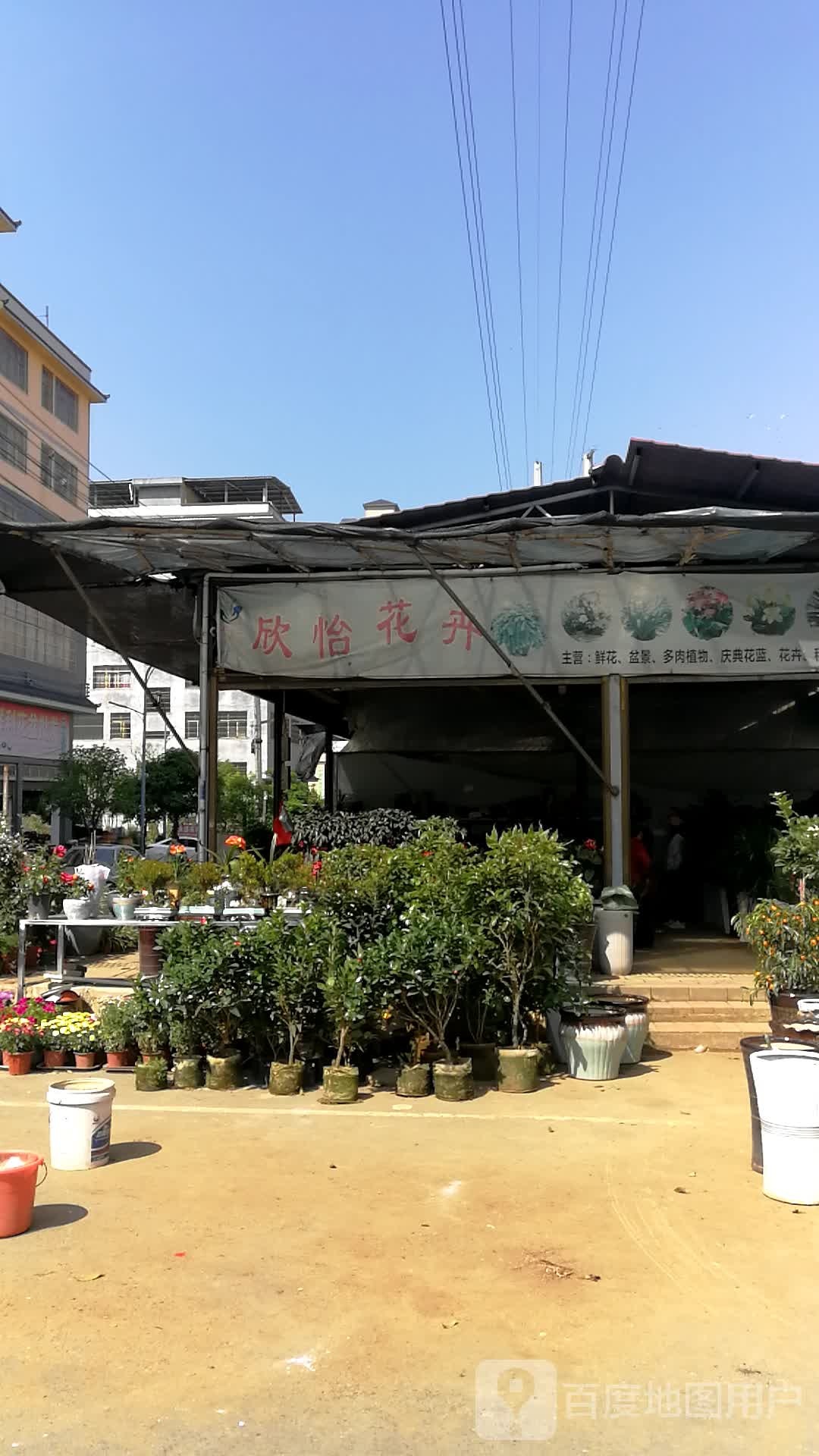 欣怡花卉(鸟虫街店)