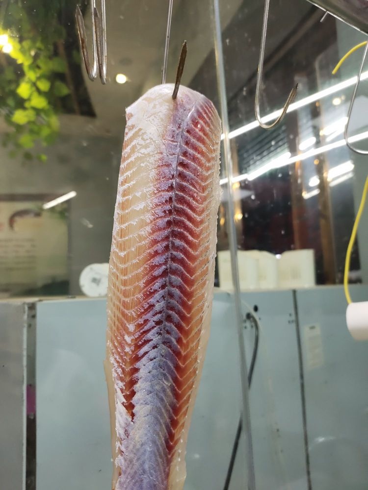 鱼生之家