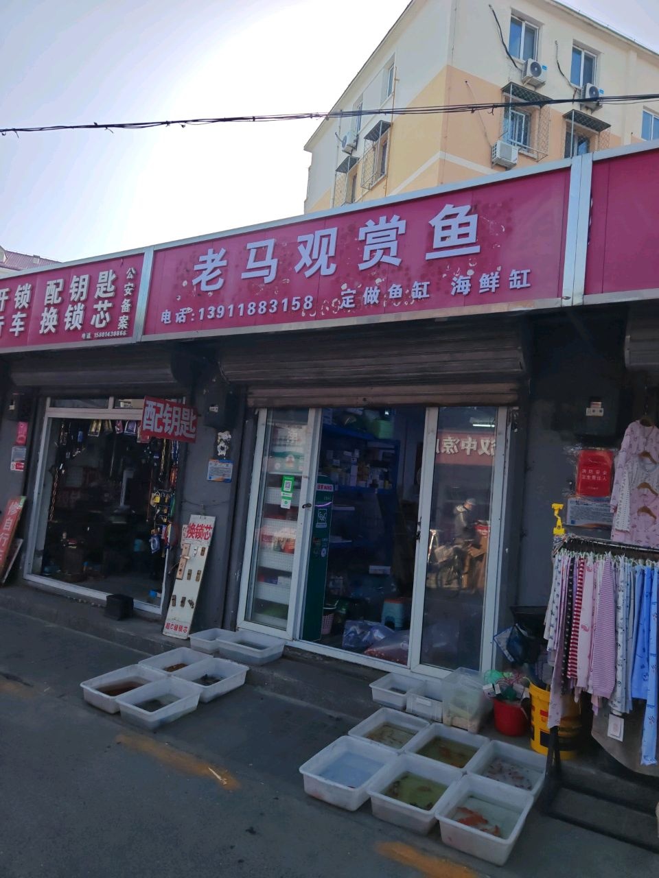老马观赏鱼