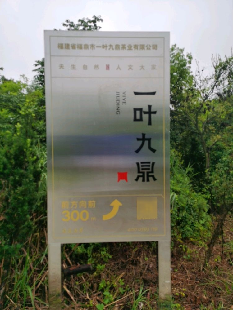 福建省福鼎市一叶九鼎茶业有限公司