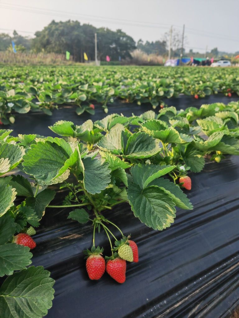 夏社村草莓圣女果采摘园