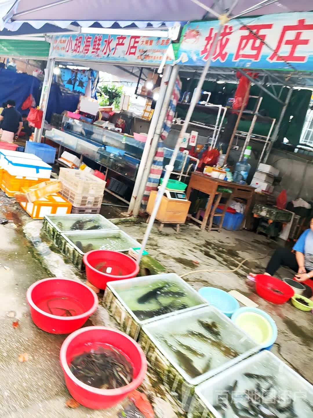 小胡海先水产店